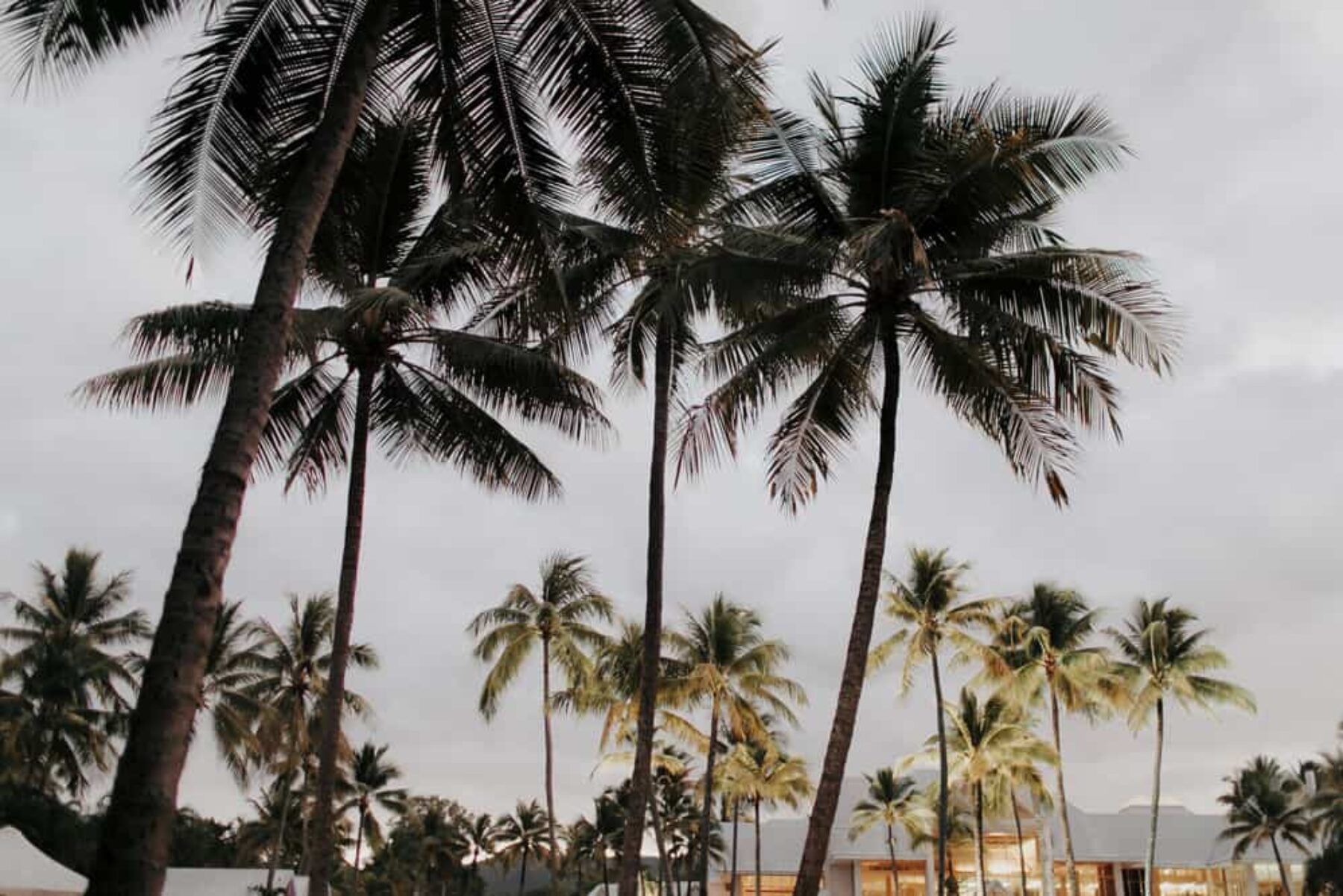 Palm trees at Sheraton Mirage, Port Douglas