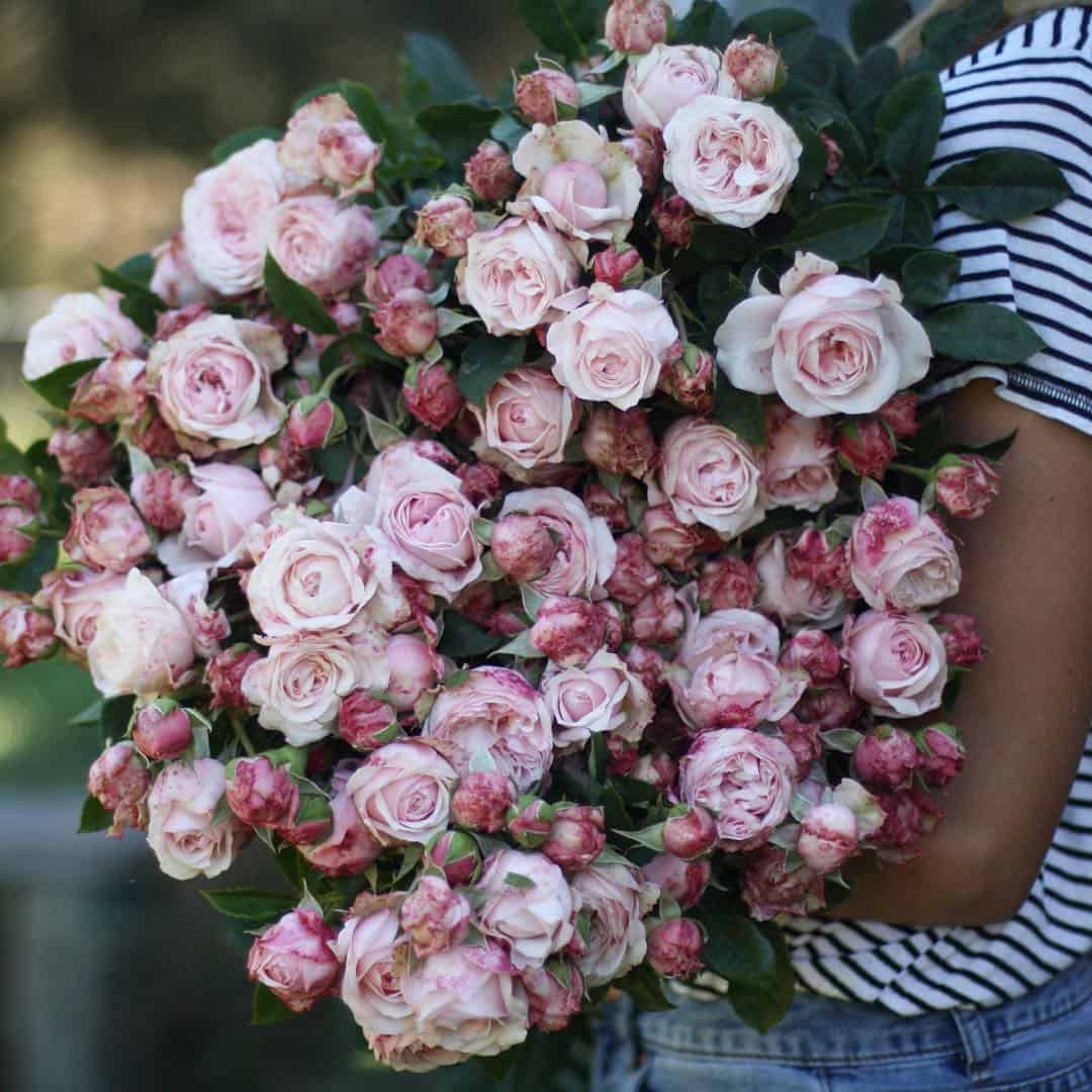 huge bunch of pink roses