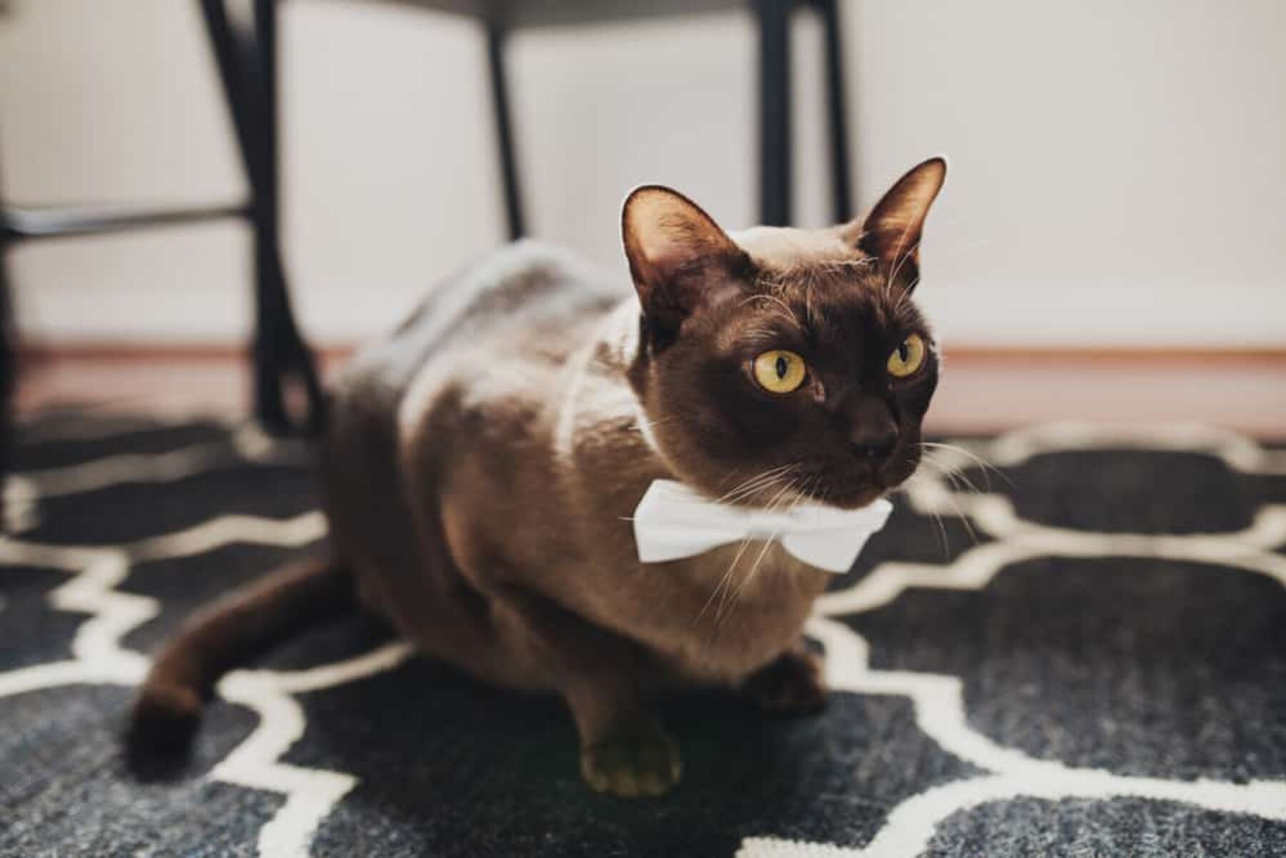 burmese cat in bow tie