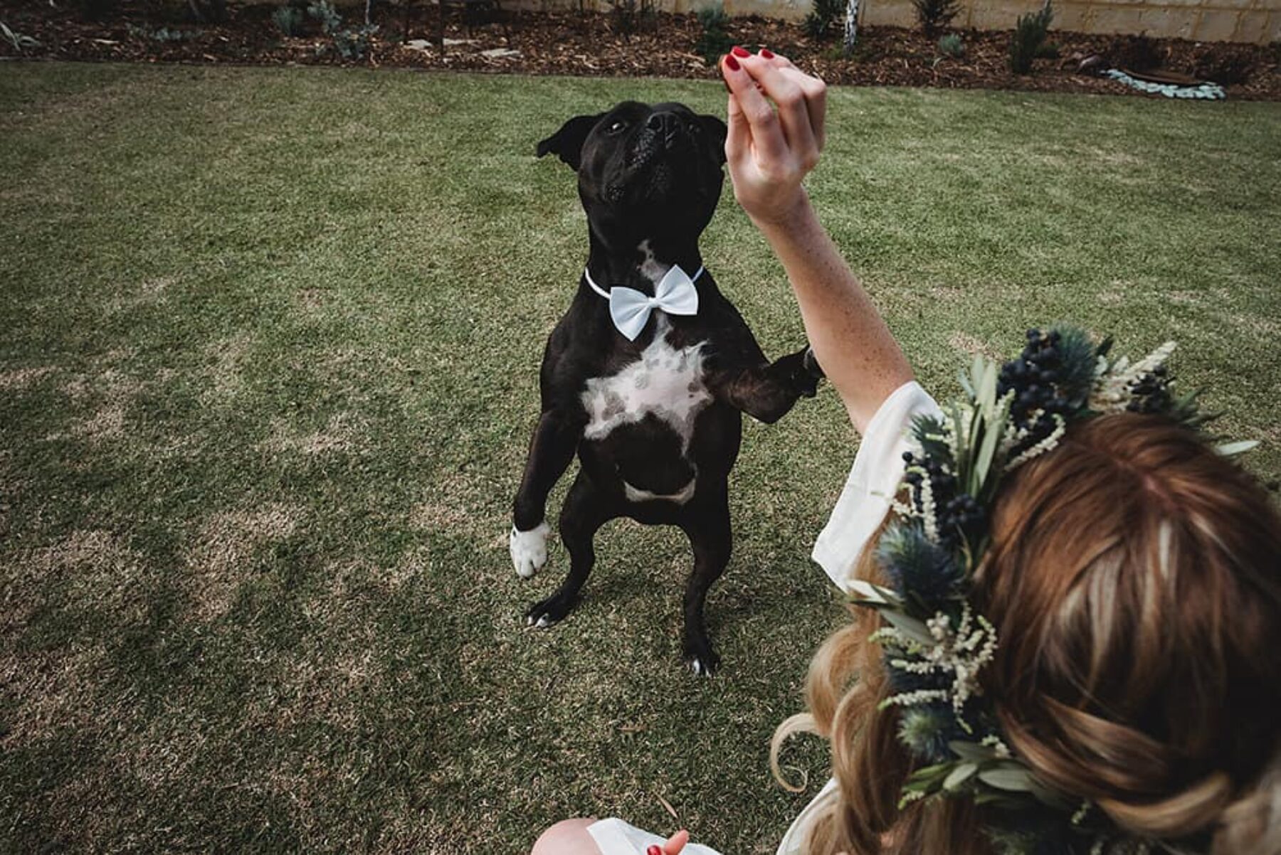 staffie dog with bow tie