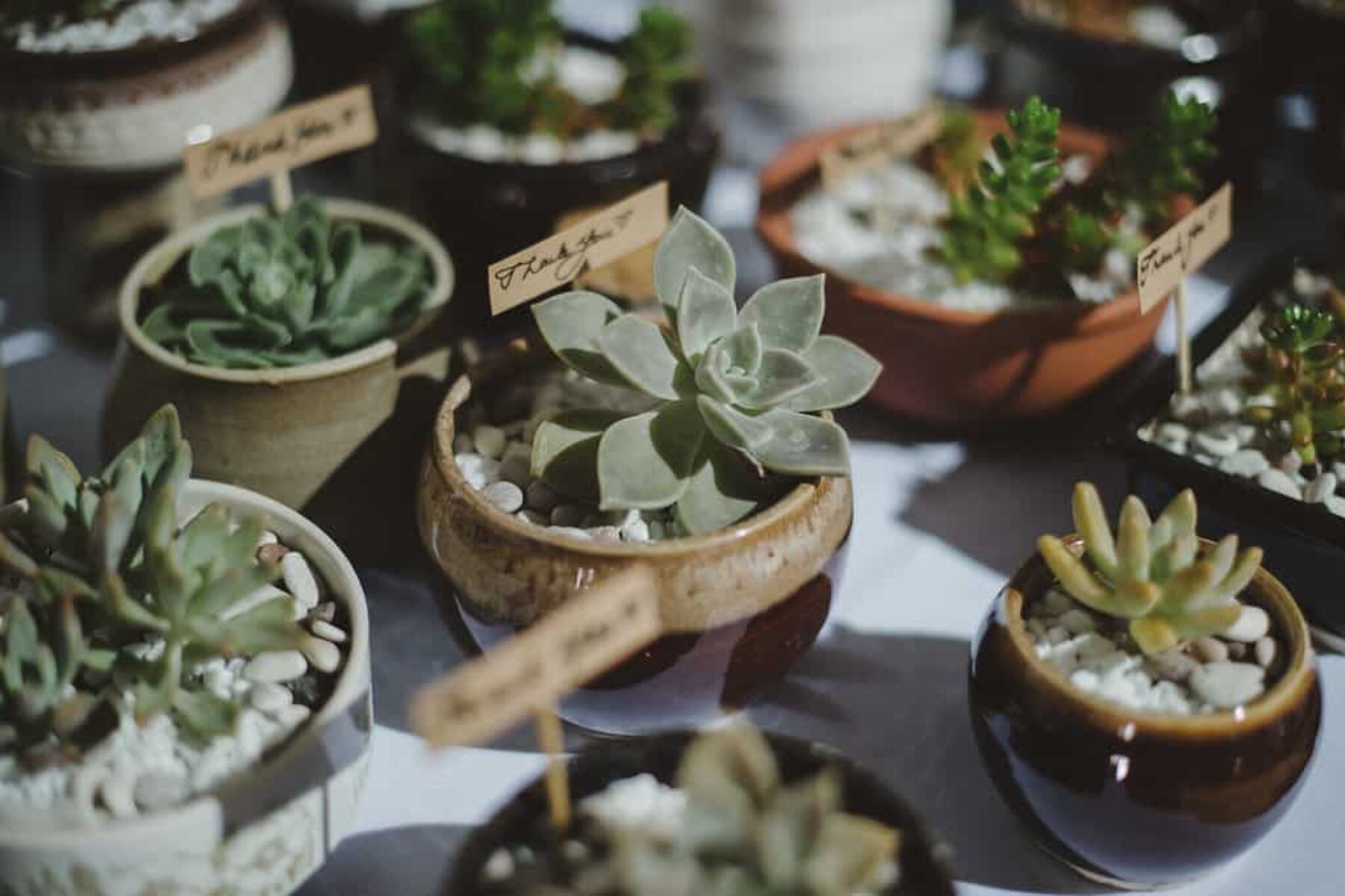 potted succulent wedding favours