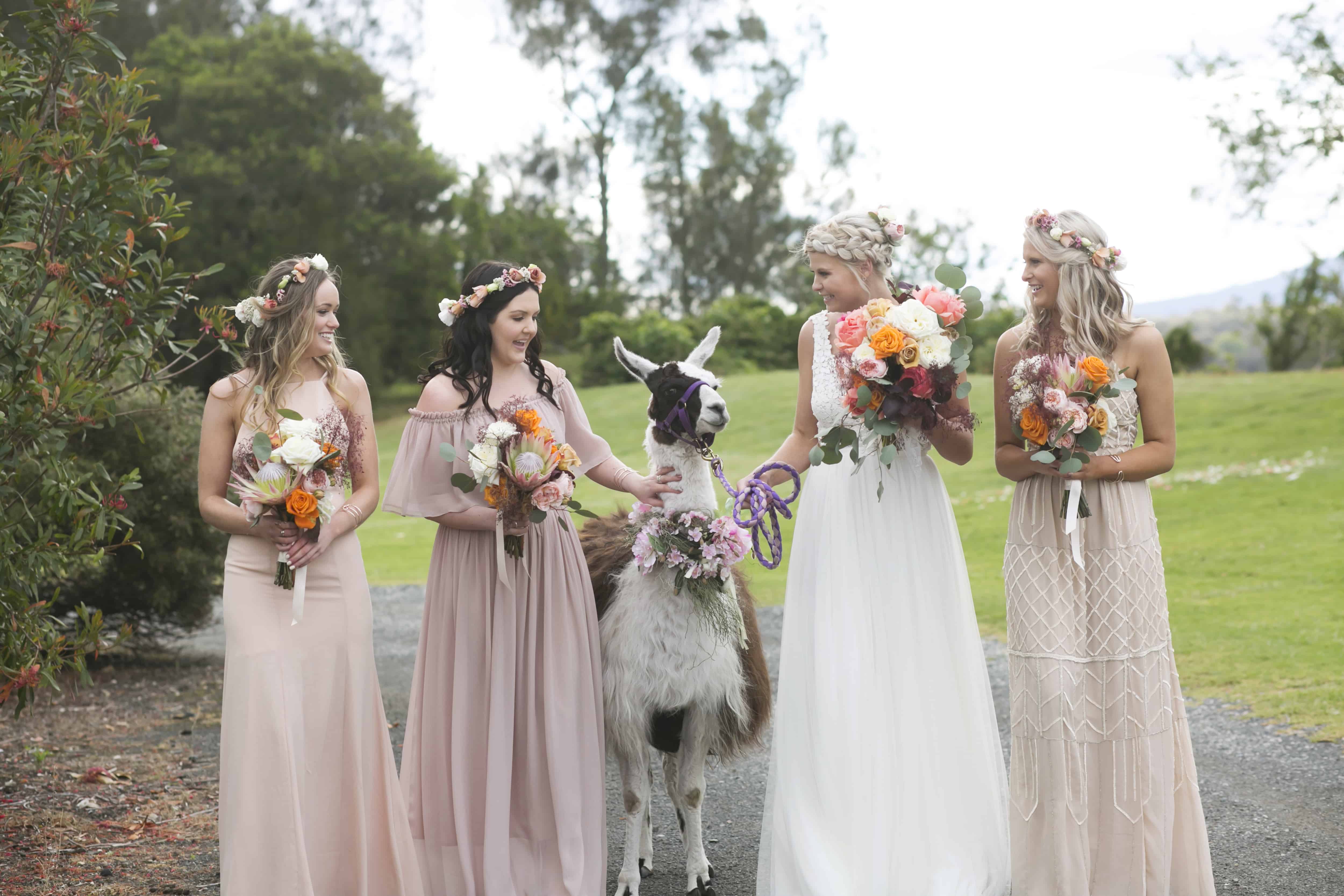 boho bridesmaids in blush dressses with an alpaca