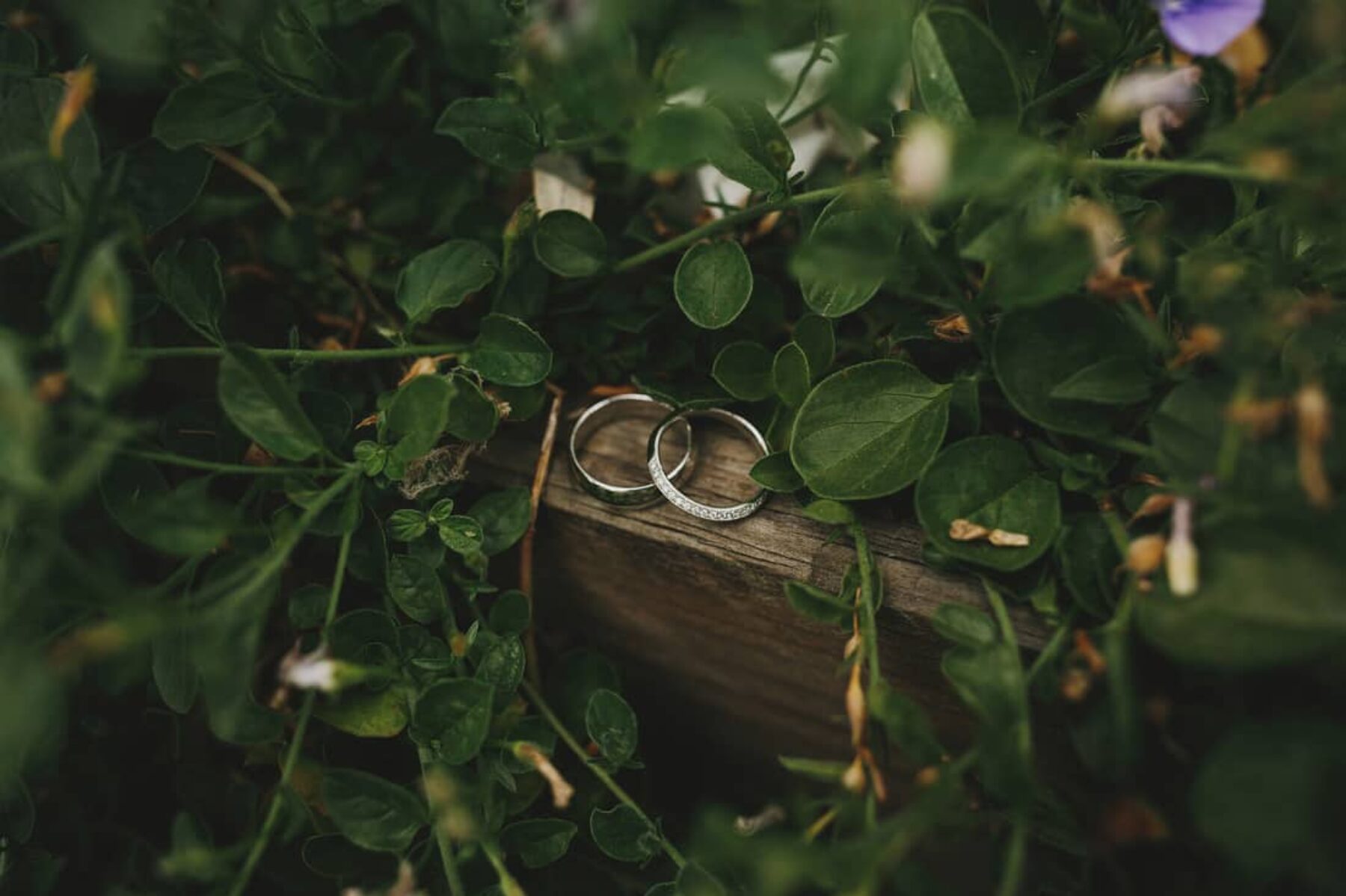 modern + colourful wedding at Melbourne's Botanic Gardens