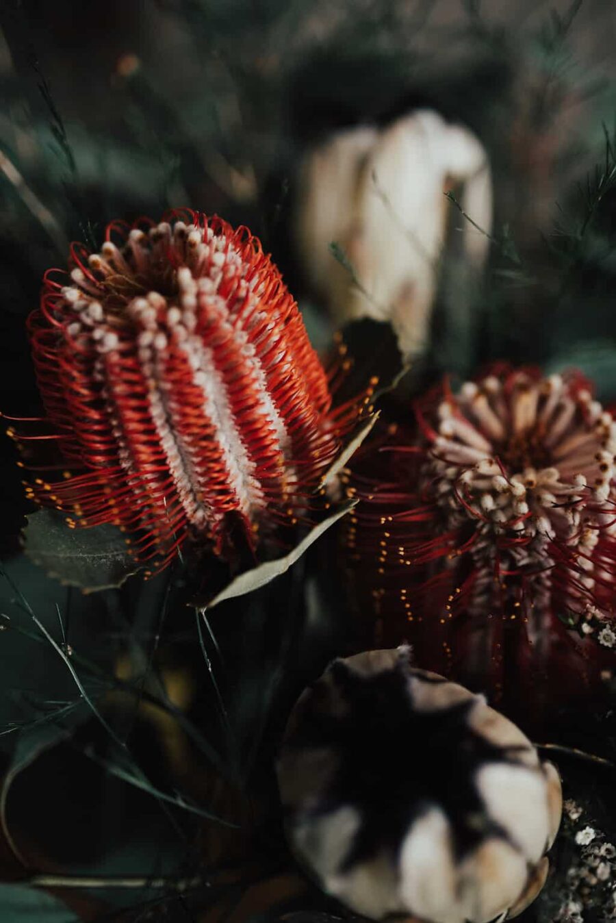 banksia flowers