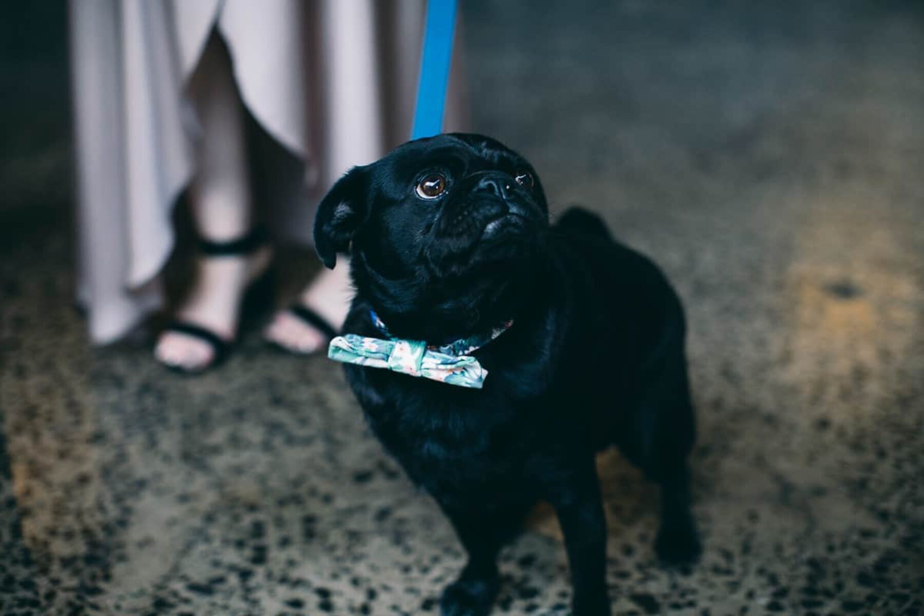pug wedding guest with bow tie collar