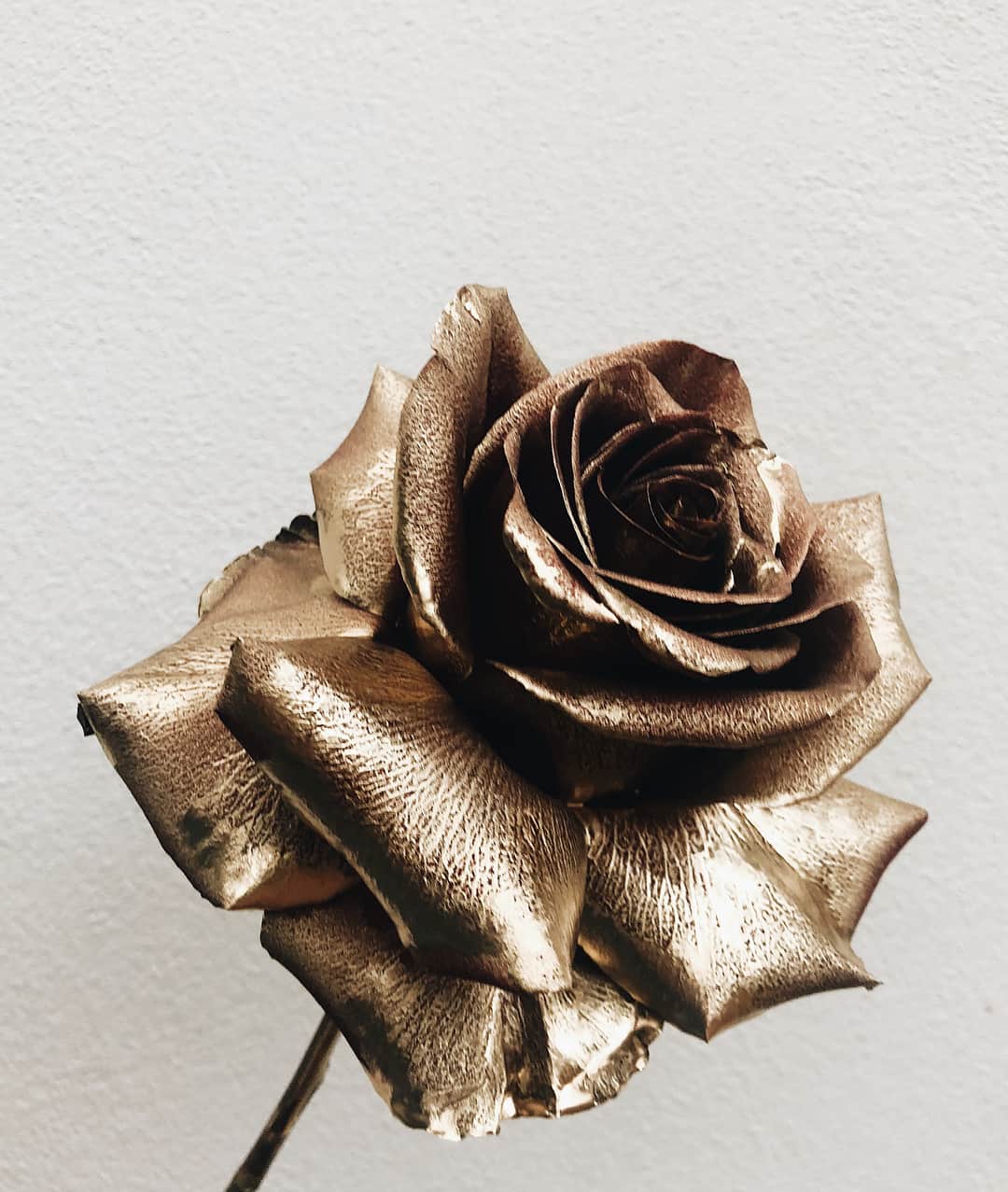 gold painted rose