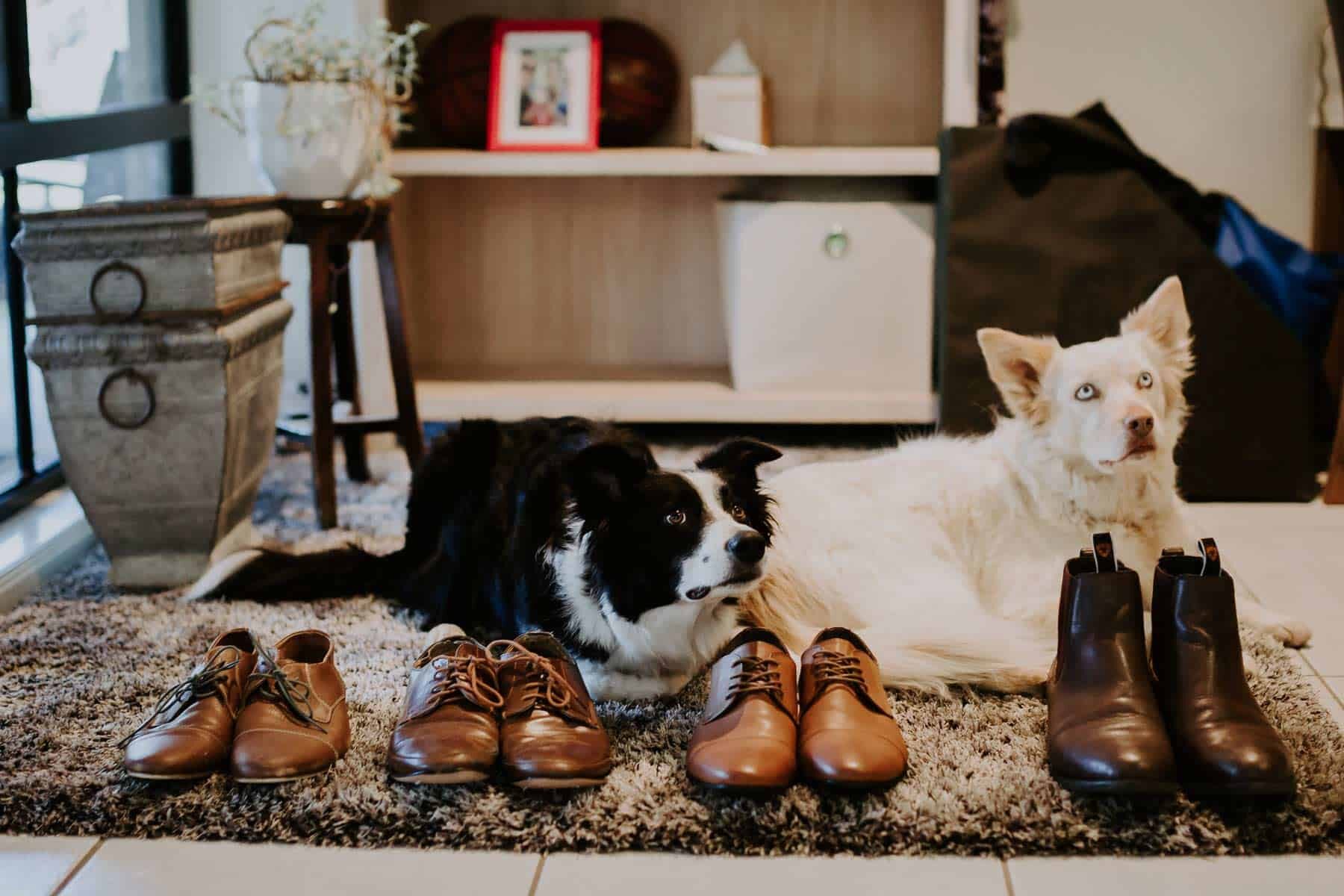 groom getting ready with dogs