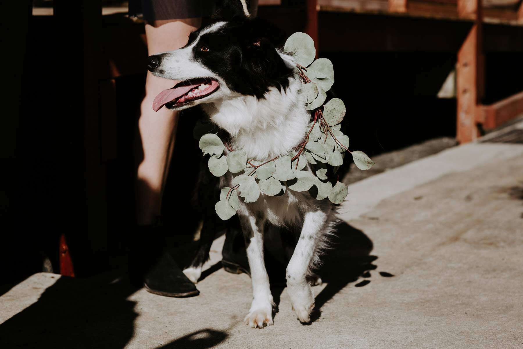 wedding dog with foliage wreath