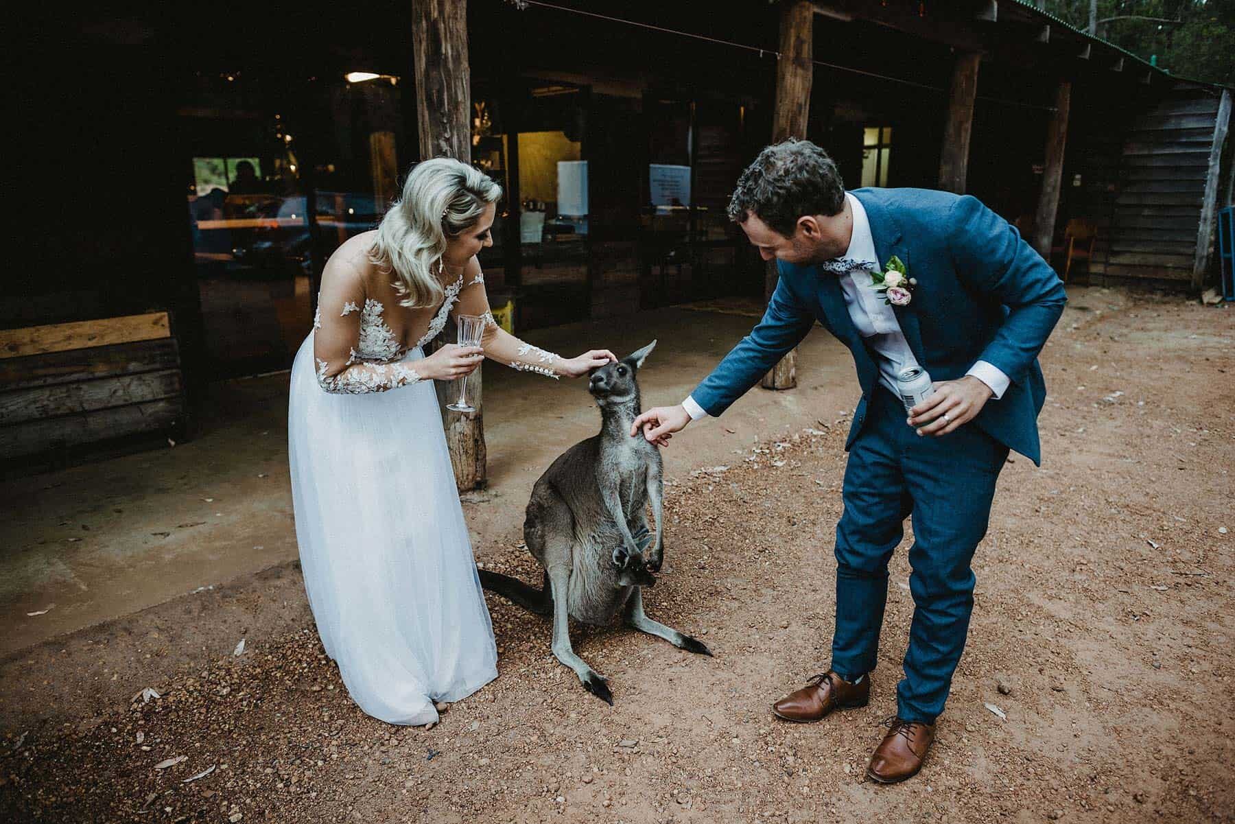 bride and groom patting kangaroo