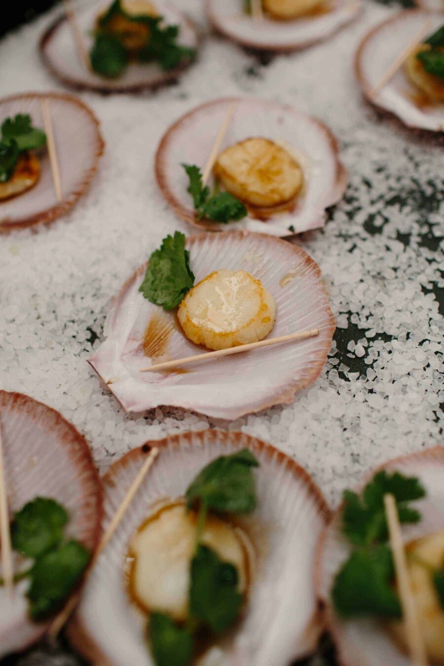 scallops served in shells